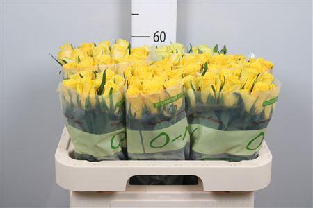 <h4>R Gr Moonwalk</h4>