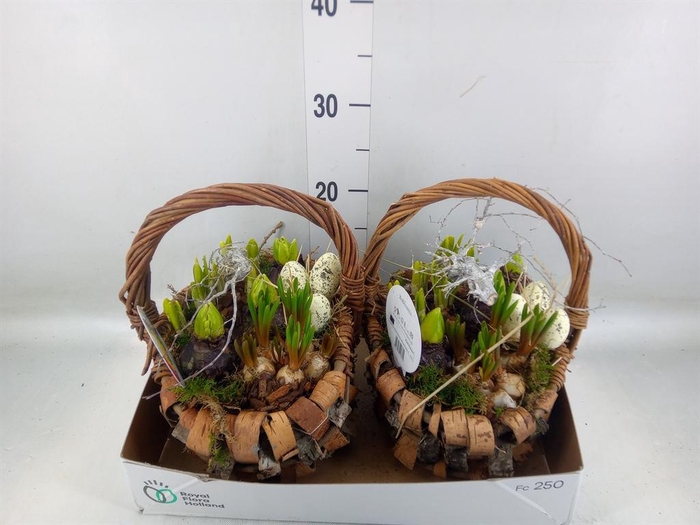 <h4>Arr. Bol/Knolgewas L%</h4>