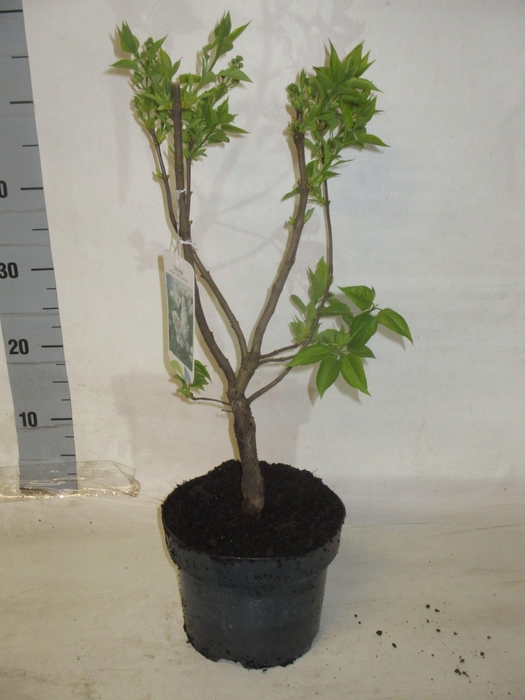 <h4>SYRI V MME LEMOINE</h4>