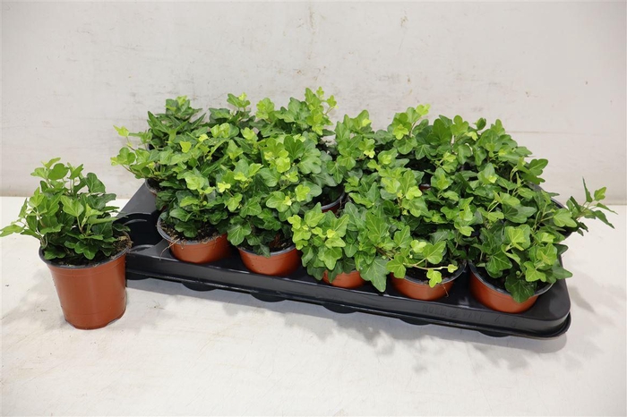 <h4>Hed He Wonder</h4>