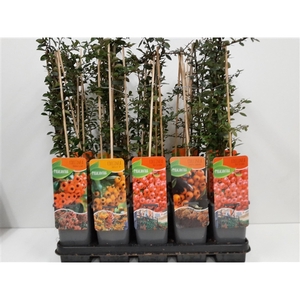 pyracantha mix