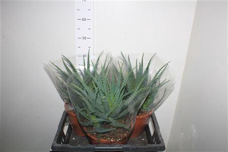 <h4>** Aloe Arborescens Winter Promo *</h4>