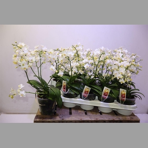 Phal Mf Wild Punch