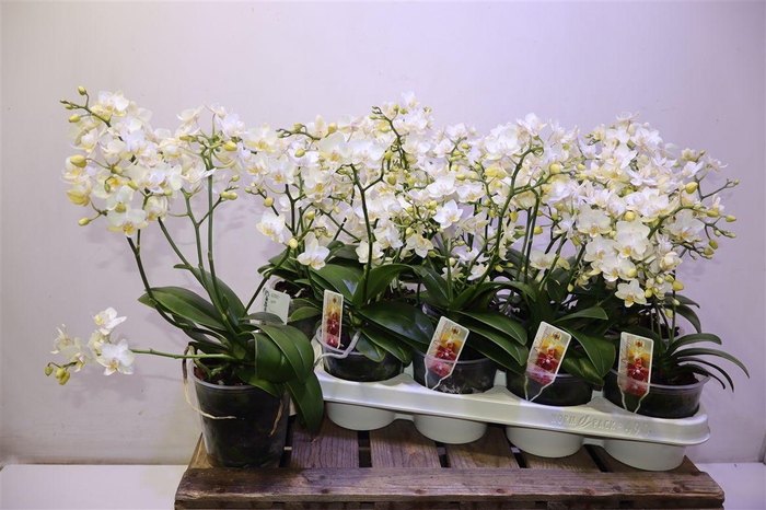 <h4>Phal Mf Wild Punch</h4>