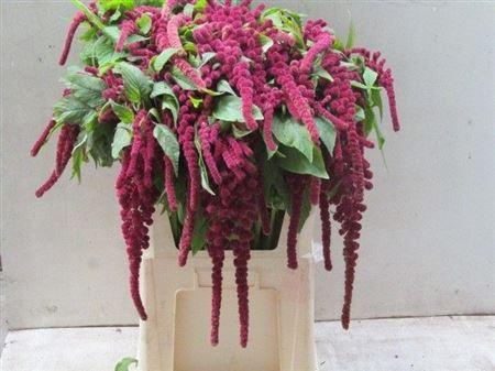 <h4>Amar Ca Rosary</h4>