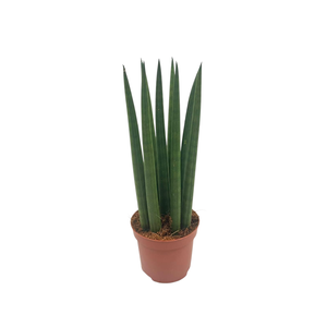 Sansevieria Cylindrica straight 9 cm