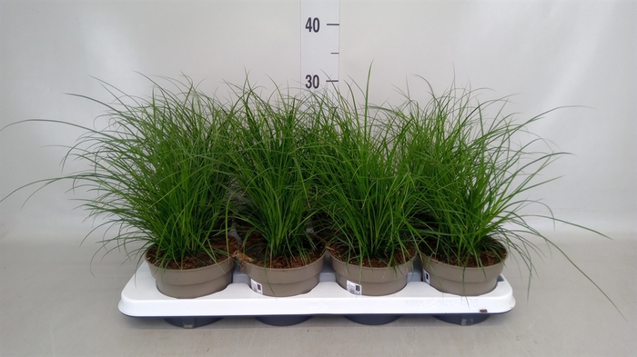 <h4>Carex brunnea</h4>