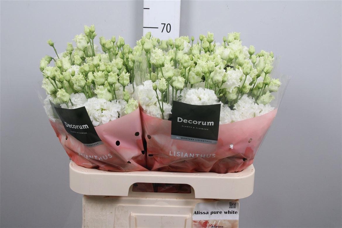 <h4>Eus G Alissa Pure White</h4>