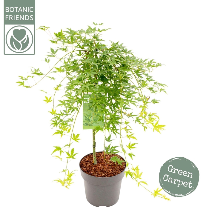 <h4>Acer palmatum Ryusen</h4>