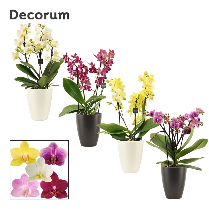 <h4>Phalaenopsis dazzling melange 3-4 tak in Carly black & white (Ne</h4>