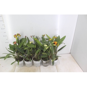 ORQUIDEA CATTLEYA MINI P12