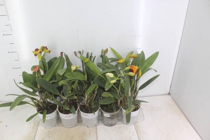 <h4>ORQUIDEA CATTLEYA MINI P12</h4>