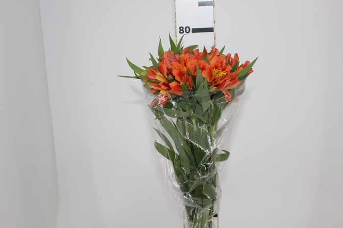 <h4>ALSTROEMERIA ORANGE QUEEN 080 CM</h4>