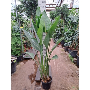 Strelitzia Nicolai 200