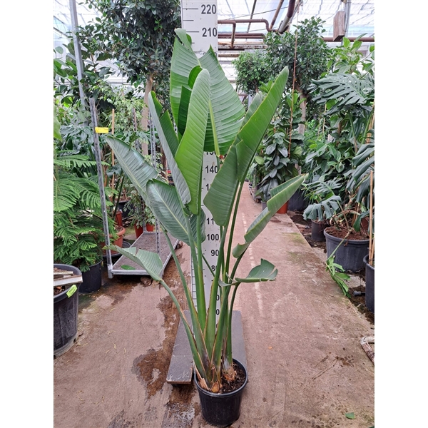 <h4>Strelitzia Nicolai 200</h4>