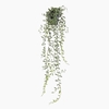 Cactus Plant in Pot Green PP550058GRN