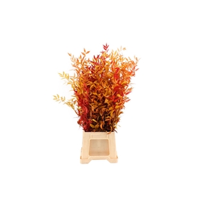Gestabiliseerd Ruscus Mix