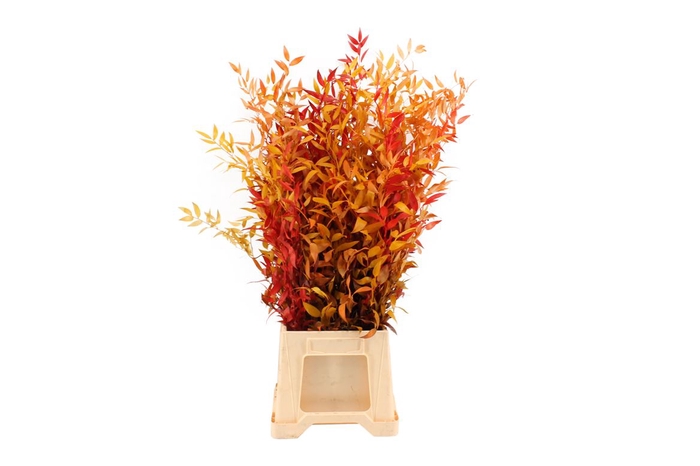 <h4>Gestabiliseerd Ruscus Mix</h4>