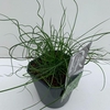 Juncus Spiralis