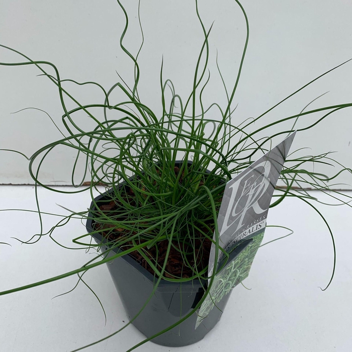 Juncus Spiralis