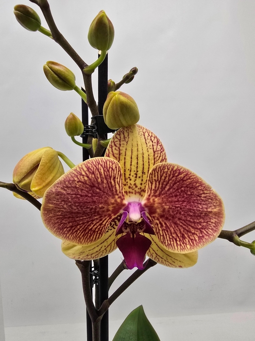 <h4>Limited 04 week 1</h4>