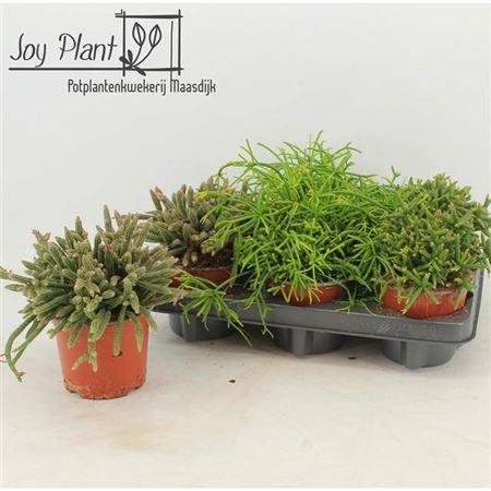 <h4>Rhipsalis Gem</h4>