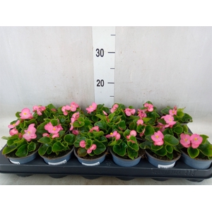 Begonia semp.   ...