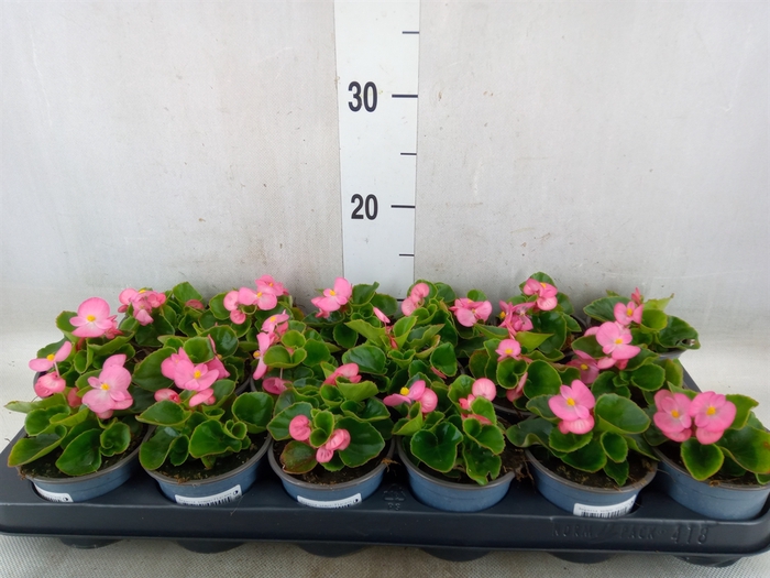 <h4>Begonia semp.   ...</h4>