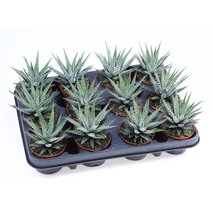 Haworthia fasciala 'Big Band'