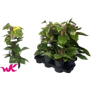 Epipremnum pinnatum mosstok 15Ø 60cm