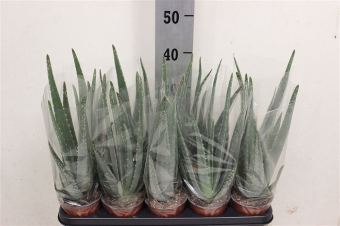 <h4>Aloe vera</h4>