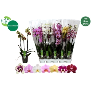 PHAL GEM 7 KL