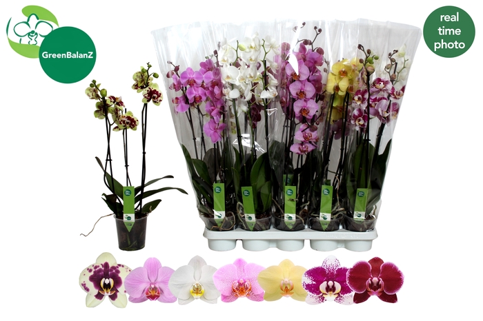 <h4>PHAL GEM 7 KL</h4>