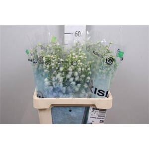 Delph Du Mag F Skyblue Wb