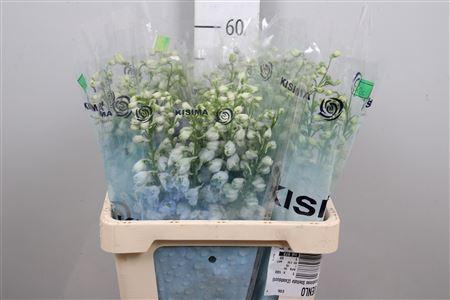 <h4>Delph Du Mag F Skyblue Wb</h4>