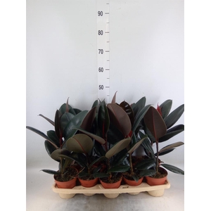 Ficus elastica 'Abidjan'