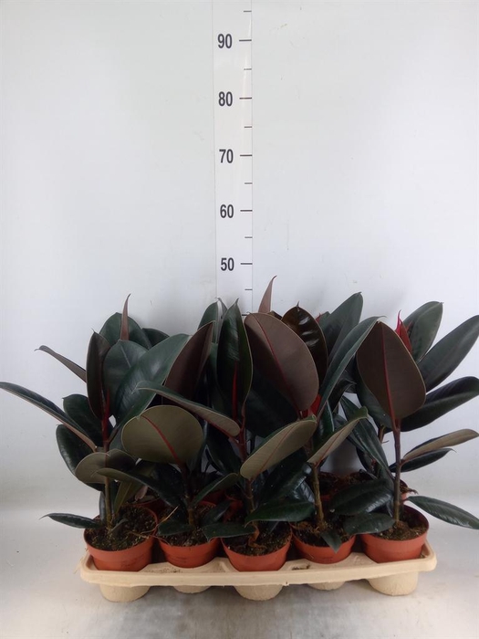 <h4>Ficus elastica 'Abidjan'</h4>