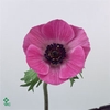 ANEMONE POWDER PEACH