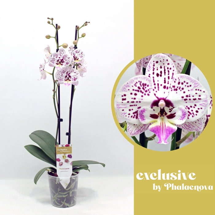 <h4>Expression 2-tak 60cm (GROEN)</h4>