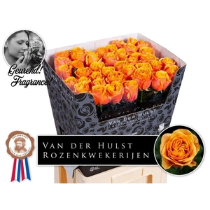 Rosa a grande fleur Liana Orange+