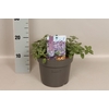 vaste planten 19 cm  Nepeta Purssian Blue