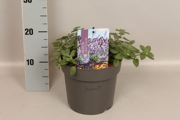 vaste planten 19 cm  Nepeta Purssian Blue