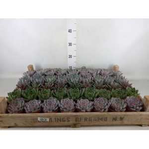Echeveria   ...