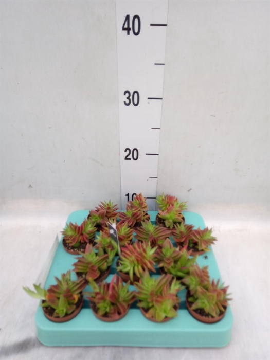 <h4>Crassula   ...</h4>