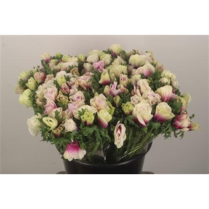 Anemone Fr. Rainbow Happy