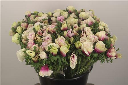 <h4>Anemone Fr. Rainbow Happy</h4>