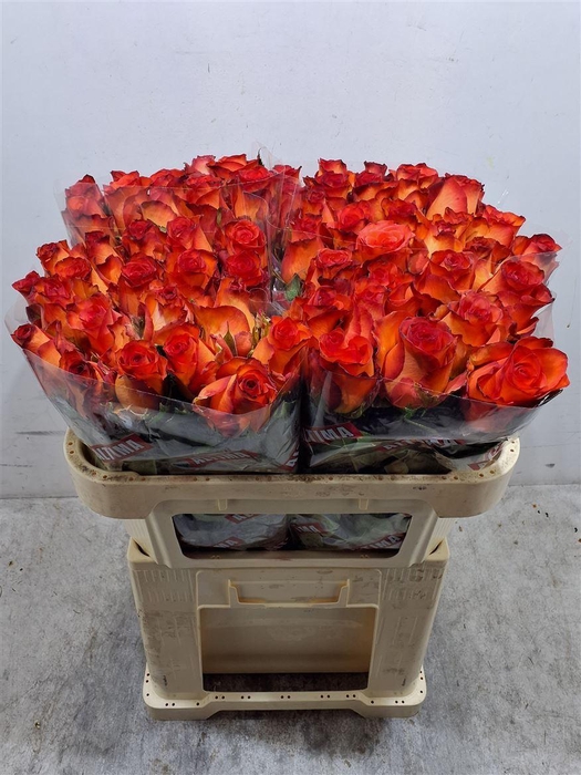 <h4>R Gr Meteor</h4>