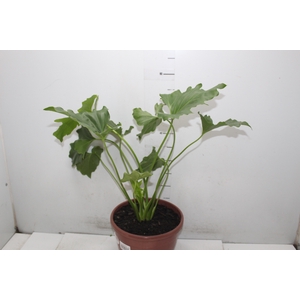 PHILODENDRON BIPINNATIFIDUM P24