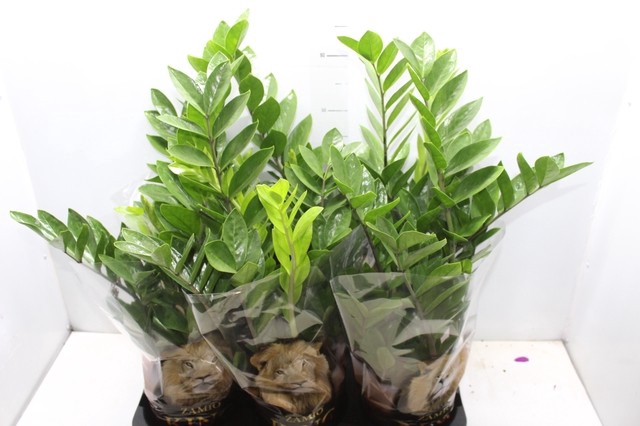 <h4>ZAMIOCULCAS P17</h4>