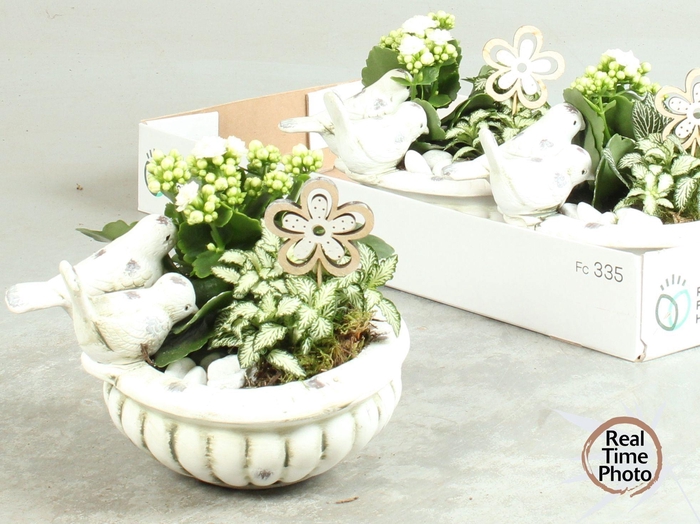 <h4>ARR KAMERPL</h4>